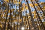 Riding through the Aspens