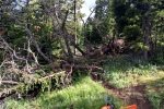 Baingtail Divide Trail_Justin Hardine_TM_2